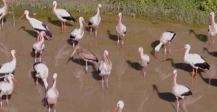 Sarı gagalı leylek Kırklareli’nde görüntülendi