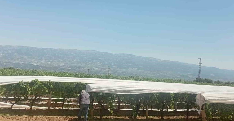 Sarıgöl Ovası beyaz örtüyle koruma altına alınıyor