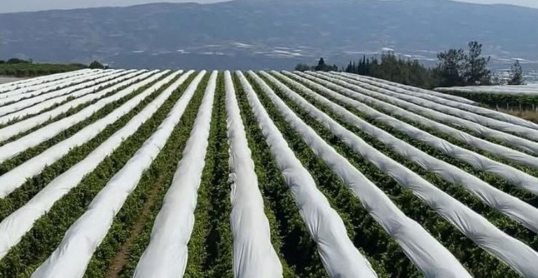 Sarıgöl Ovası Beyaza Bürünüyor: Üzüm Bağları Koruma Hazırlıkları Başladı