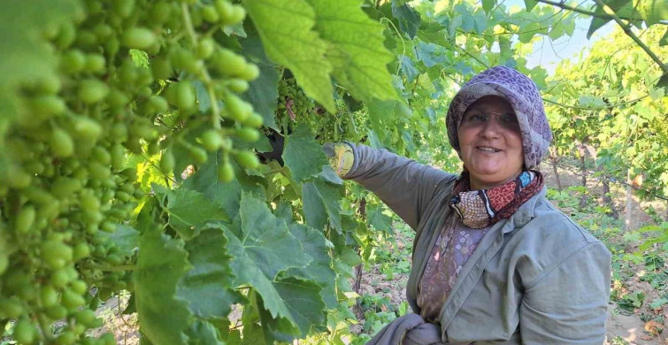 Sarıgöl'de üzüm bağlarında imece usulü çalışma