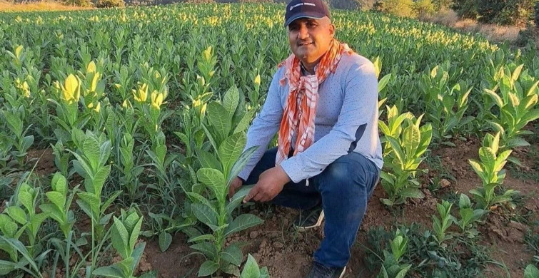 Sarıgöl'de yeni mahsul tütün hasadı başladı