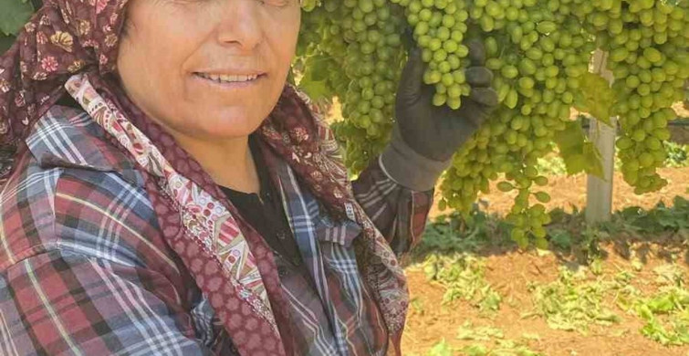 Sarıgöl'ün üzüm salkımları göz kamaştırıyor