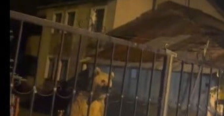 Sarıkamış'ta ayılar evde misafir, vatandaş bahçede bekledi