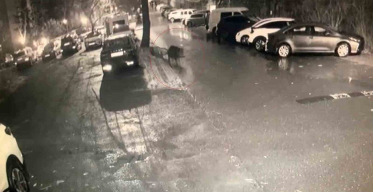 Sarıyer'de Aç Kalan Domuzlar Hastane Bahçesine Kadar İndi