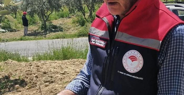 Şarköy'de Zeytin Üreticilerine İlaçlama Uyarısı