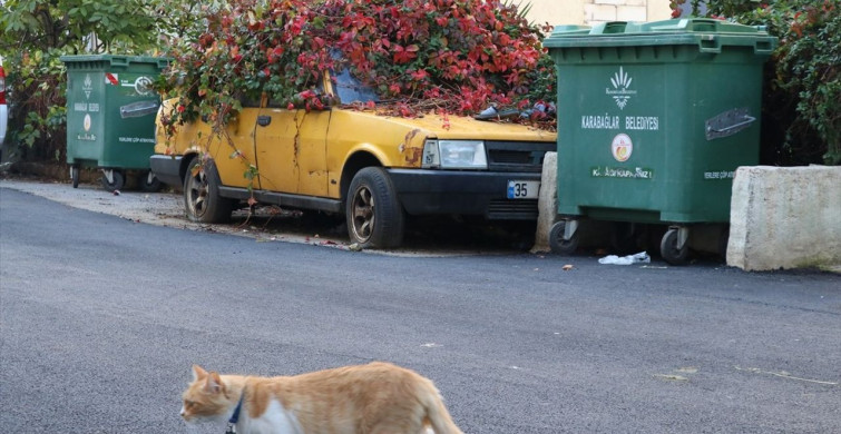 Sarmaşıklara Karışan Araç İzmir'de Kaldırıldı