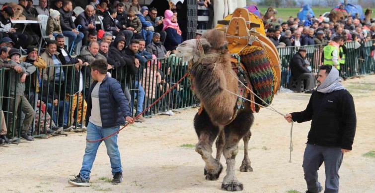 Saruhanlı Deve Güreşleri Festivali Coşkuyla Gerçekleşti