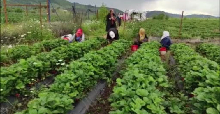 Sason'daki Organik Çilek Üreticileri Destek İstiyor