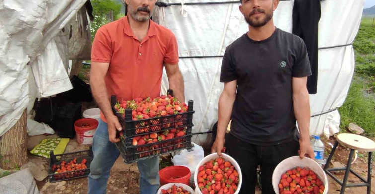 Sasonlu Organik Çilek Üreticileri Destek Talep Ediyor