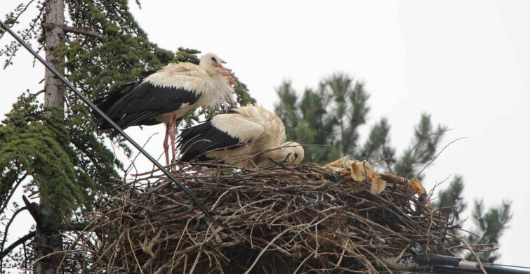 Saygılı Köy'de Leyleklere Özel Saygı