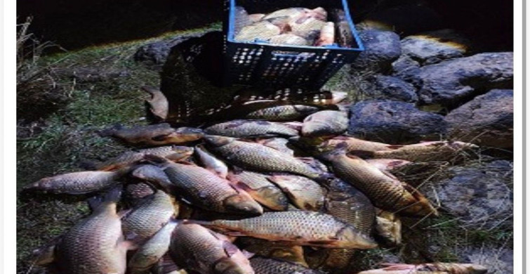 Seben'de Kaçak Avcılığa Geçit Yok: 100 Canlı Sazan Kurtarıldı