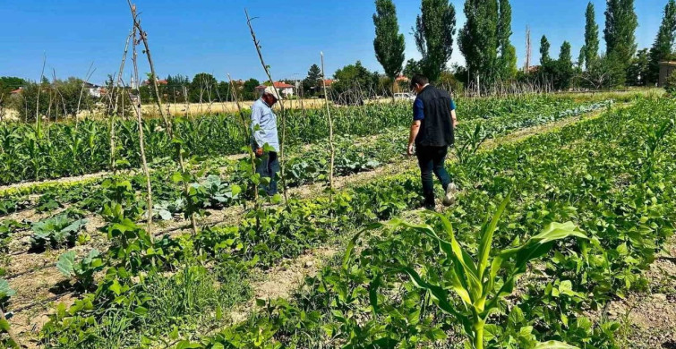 Sebze üretim alanlarında kontroller sürüyor