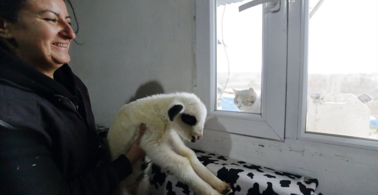 Şehirden Köye Dönüş: Elif Dağlı'nın Hayvancılık Serüveni