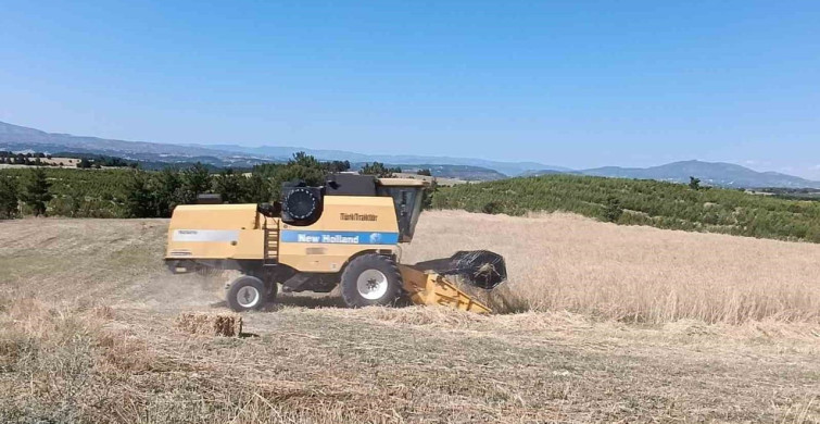 Selendi'de arpa ve buğday hasadı başladı