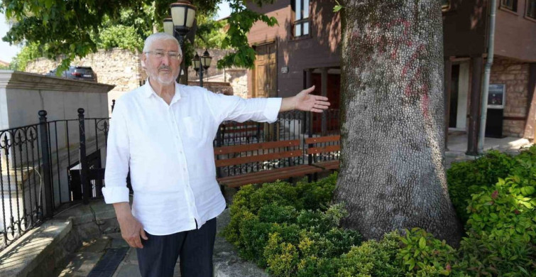 Sembol caminin 6 asırlık çınarı yıldırımlara rağmen ayakta