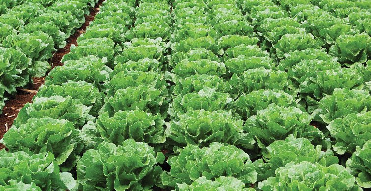 Serada 20 Kuruştan Satılan Marul Markette 6 TL