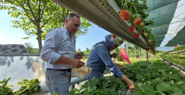 Serada topraksız tarım yöntemiyle çilek yetiştiriliyor