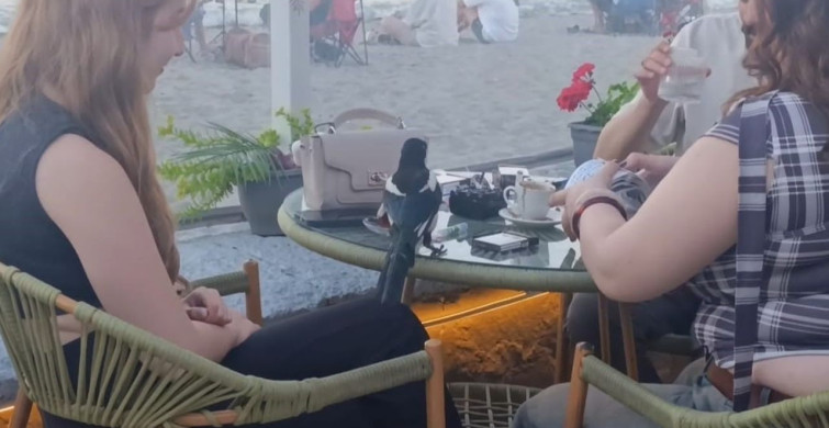 Sevimli saksağan tekirdağlıların maskotu haline geldi