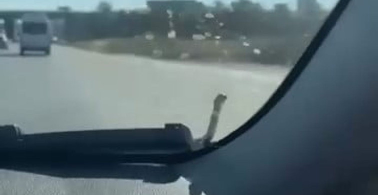 Seyir halindeki aracın kaputunda yılan paniği