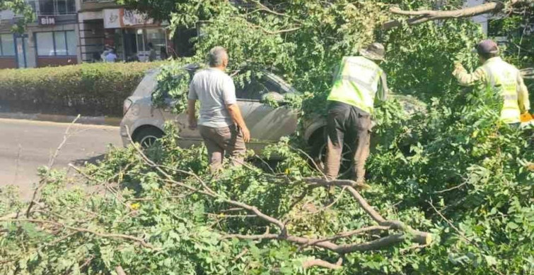 Seyir halindeki otomobilin üzerine ağaç devrildi