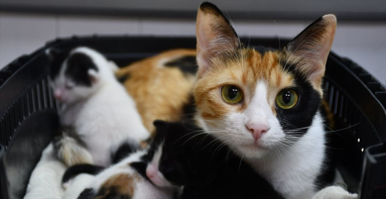 Sezaryenle Hayata Dönen Yavru Kediler