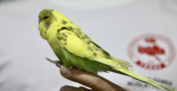 Sezer Özmen'in Muhabbet Kuşlarına Sevgisi: Konteynerde Yaşam Alanı