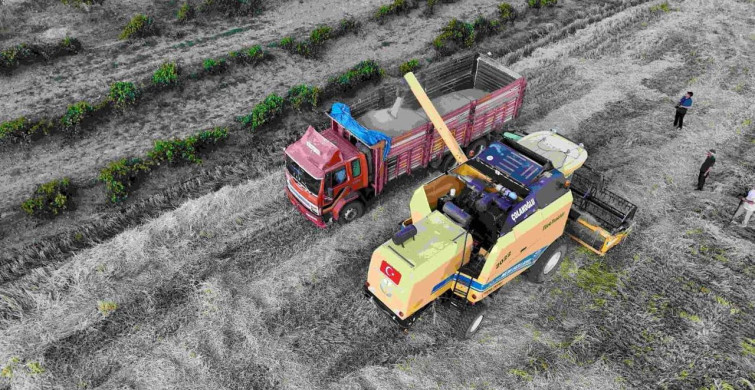 Sezonun ilk arpa hasadı başladı: verim geçen yıla oranla yüksek