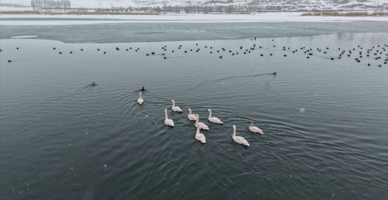 Sibirya'dan Gelen Ötücü Kuğular Van Gölü'nde Kışlatıyor