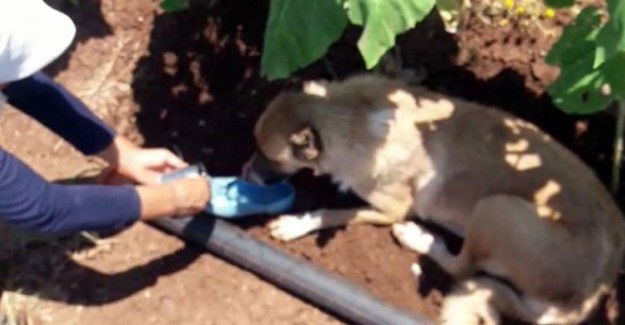 Sıcaktan Bitkin Düşen Köpeğe Ayakkabısıyla Su İçirdi