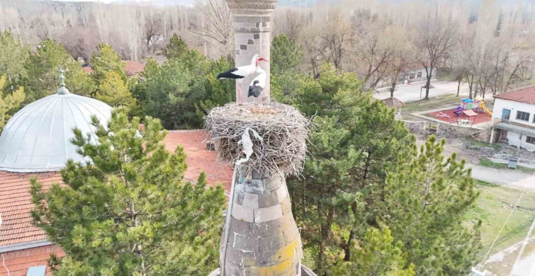 Şıhbarak Mahallesi'nde Leylekler Baharın Gelişini Müjdeliyor