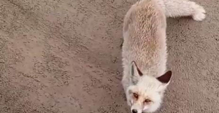 Siirt'te Aç Kalan Tilki İşçilerin Yanına Geldi