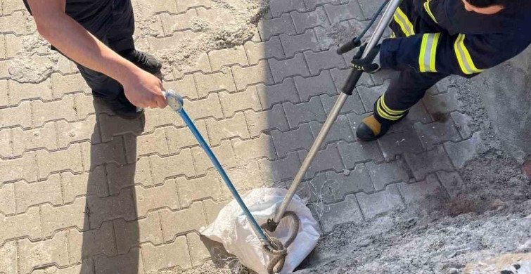 Siirt'te bir bahçede görülen yılan itfaiye tarafından yakalandı