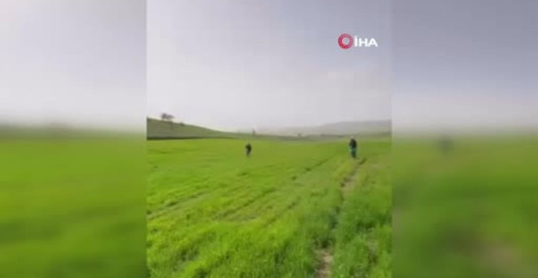 Siirt'te Çiftçiler Eski Usullerle Gübreleme Yapıyor