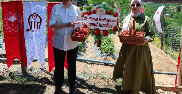 Siirt’te çilek hasadı programı gerçekleştirildi