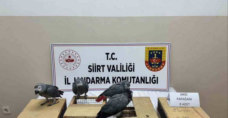 Siirt'te Kaçak Jako Papağanlar Ele Geçirildi