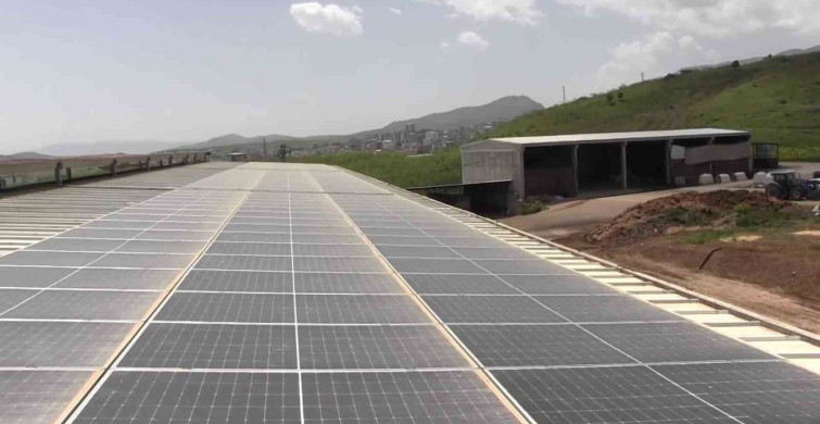 Siirt'te Modern Süt Sığırcılığı Tesisinin Başarısı
