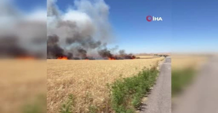 Siirt’te yüzlerce dönüm buğday arazisi yangında zarar gördü