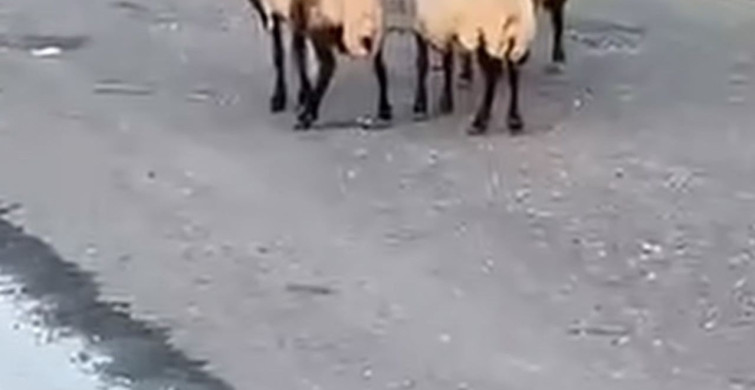 Siirt’te zehirlendiği iddia edilen 32 küçükbaş hayvan telef oldu