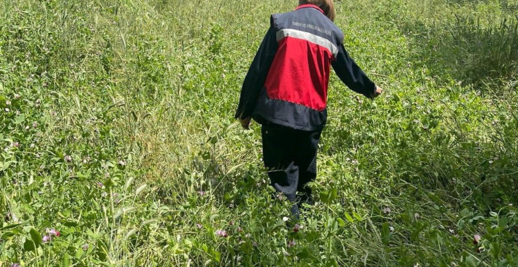 Simav'da Hibe Destekli Yem Bezelyesi Kontrolleri Sürüyor