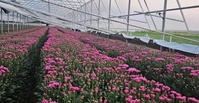 Simav'da Kesme Çiçek Üretimi İle Alternatif Tarım