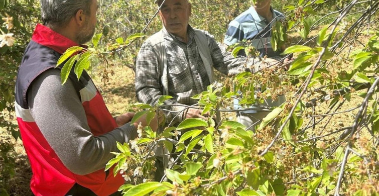 Simav'da Kiraz ve Vişne Bahçelerinde Hastalık Tespiti Yapıldı