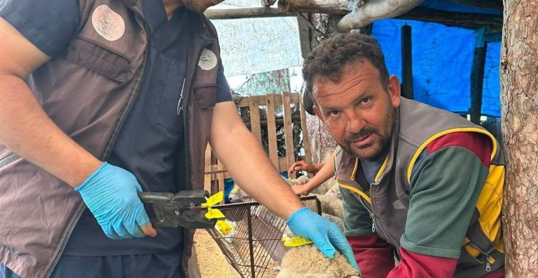 Simav'da küçükbaş hayvanlara aşılama ve küpeleme çalışması