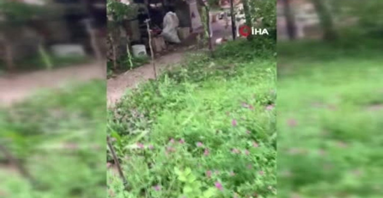 Sincap ceviz bulamayınca kabı protesto etti