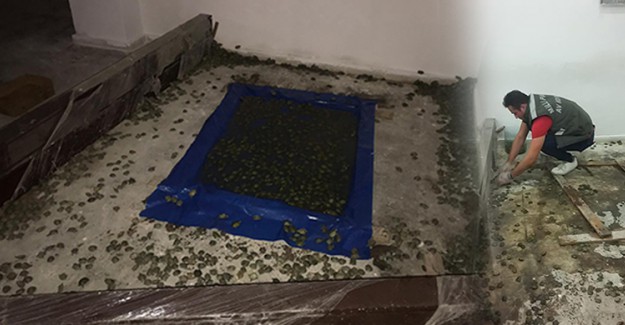 Sınır Kapısında 2 Bin 500 Kaplumbağa Ele Geçirildi