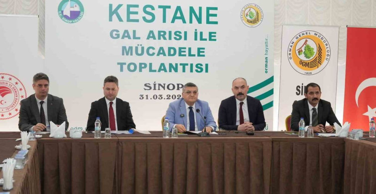 Sinop Kestanesi Tehlikede: Gal Arısı Üretimi Vuruyor