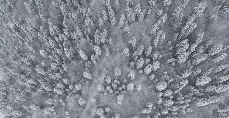 Sinop Ormanlarında Büyüleyici Kar Manzarası