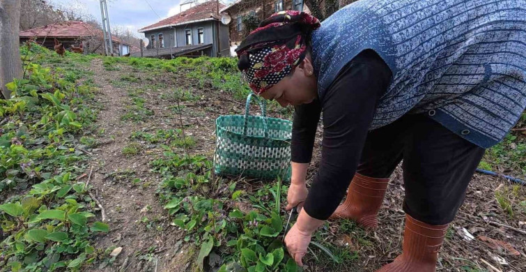 Sinop'ta Baharın Tadı: Zılbıt Pazarlarda İlgi Odağı