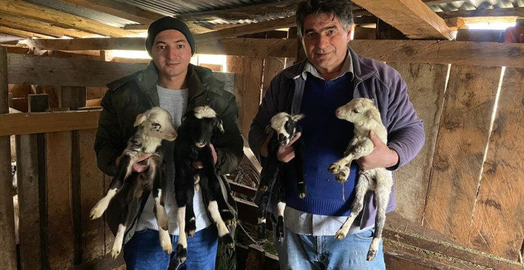 Sinop'ta Bir Koyun Rekor Kırdı: Tek Batında 4 Kuzu Doğurdu