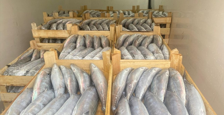 Sinop'ta Bol Miktarda Palamut Avı: Balıkçıların Yüzü Güldü