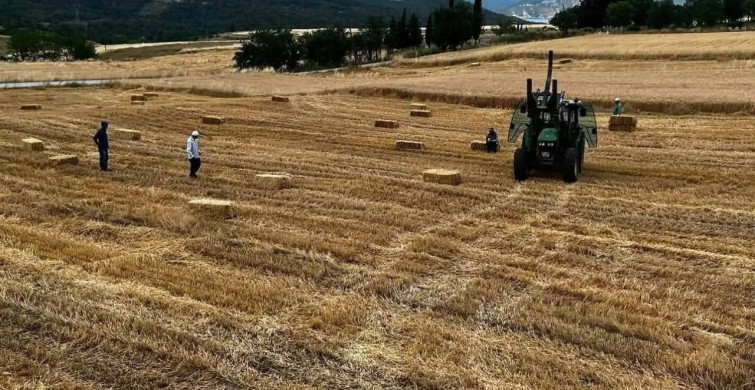Sinop'ta buğday hasadı başladı